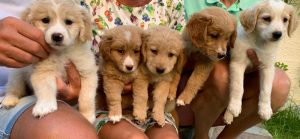 Gerard Smit en zijn vrouw laten hun dierenhart spreken op Kreta